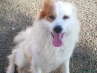 Meticcio cani 15anni ASPETTA ANCORA CASA!!!TARANTO SIS CASA - Annuncio 26