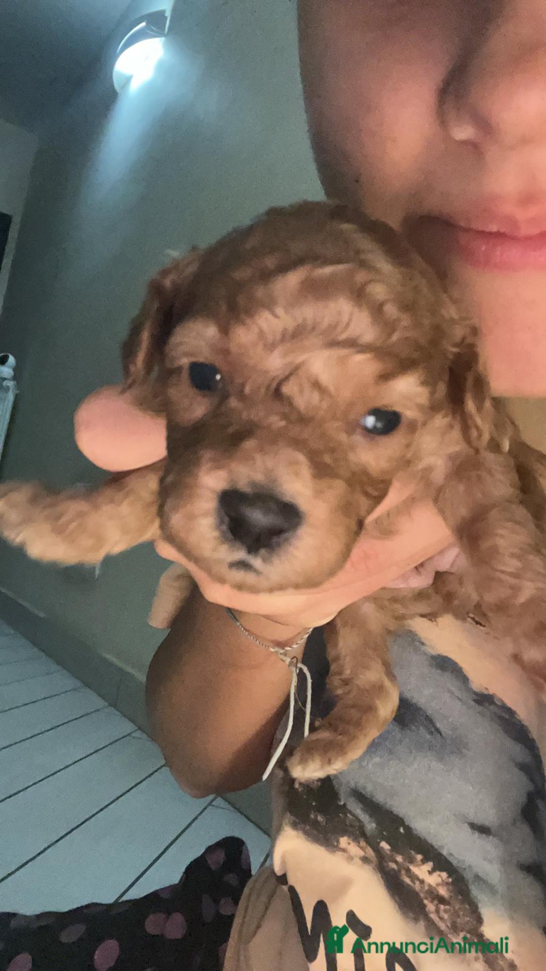 Barboncino Toy cani in vendita: VENDO CUCCIOLI DI BARBONCINO TOY - Annuncio 12