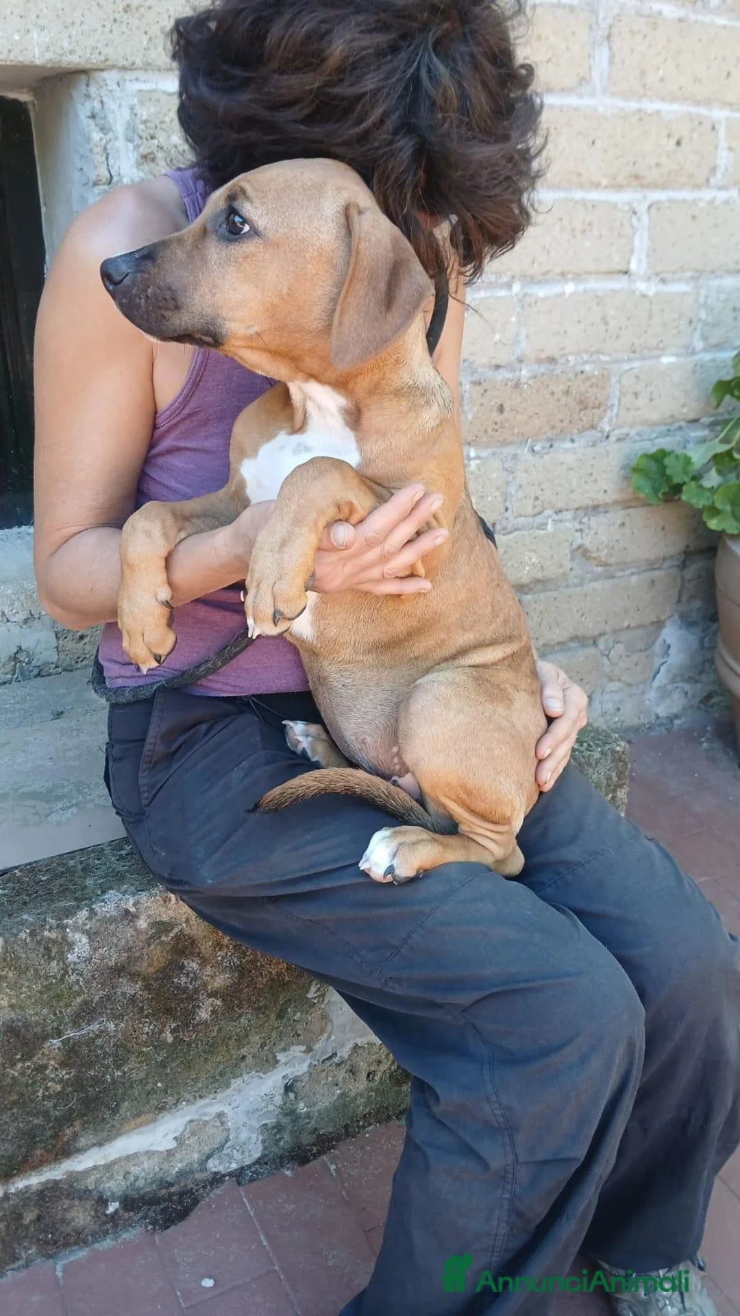 Meticcio cani in regalo: LA DOLCISSIMA VANESSA CERCA LA SUA CASA  - Annuncio 4