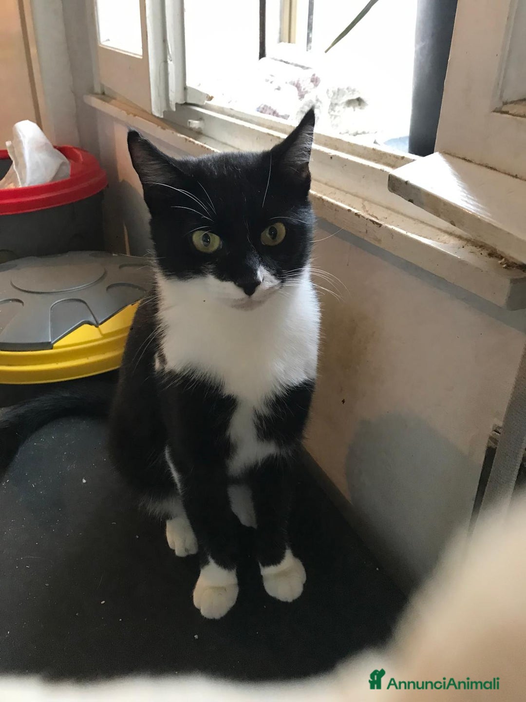 Europeo gatti in regalo: zorro e bianca cercano casa🤍🖤 - Annuncio 2