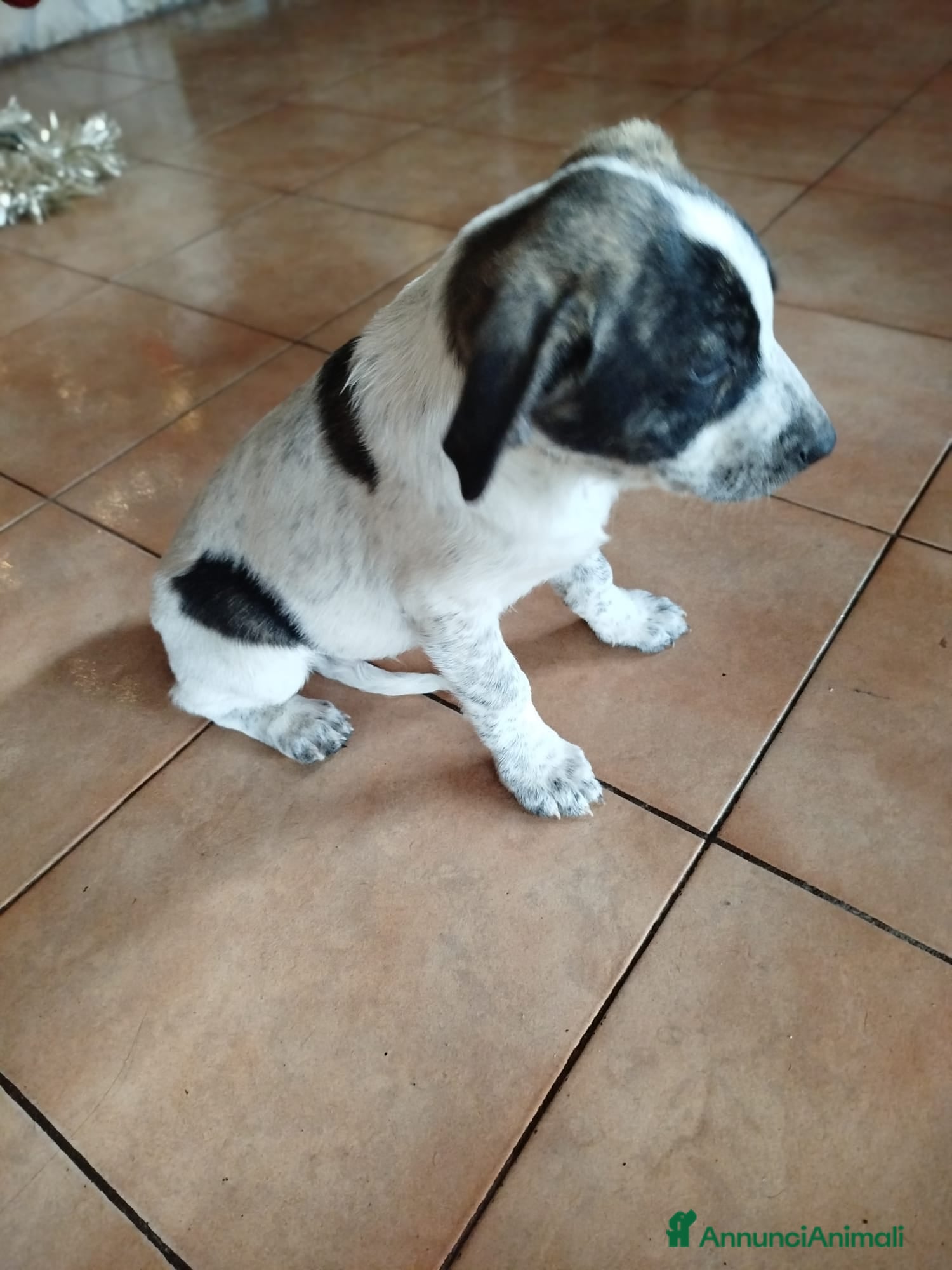 Meticcio cani Cuccioli di cane - Annuncio 2