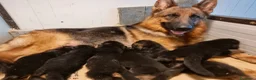 Pastore Tedesco cani in vendita: cuccioli pastore tedesco - Annuncio 7