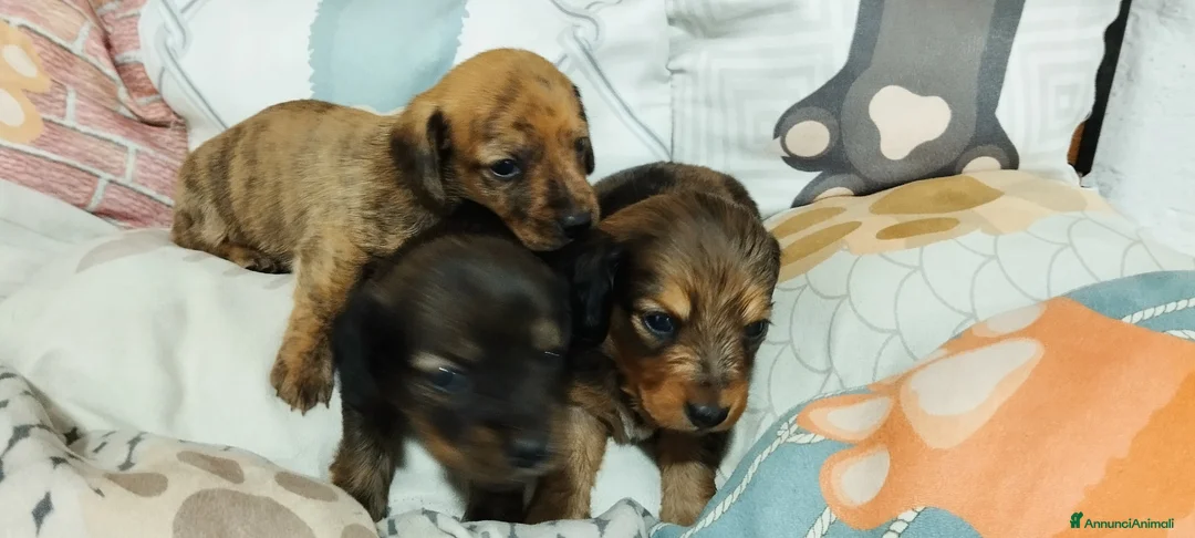 Bassotto cani in vendita: Bassotti  - Annuncio 6