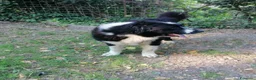 Terranova cani in regalo: Boris, Terranova in Canile  - Annuncio 14