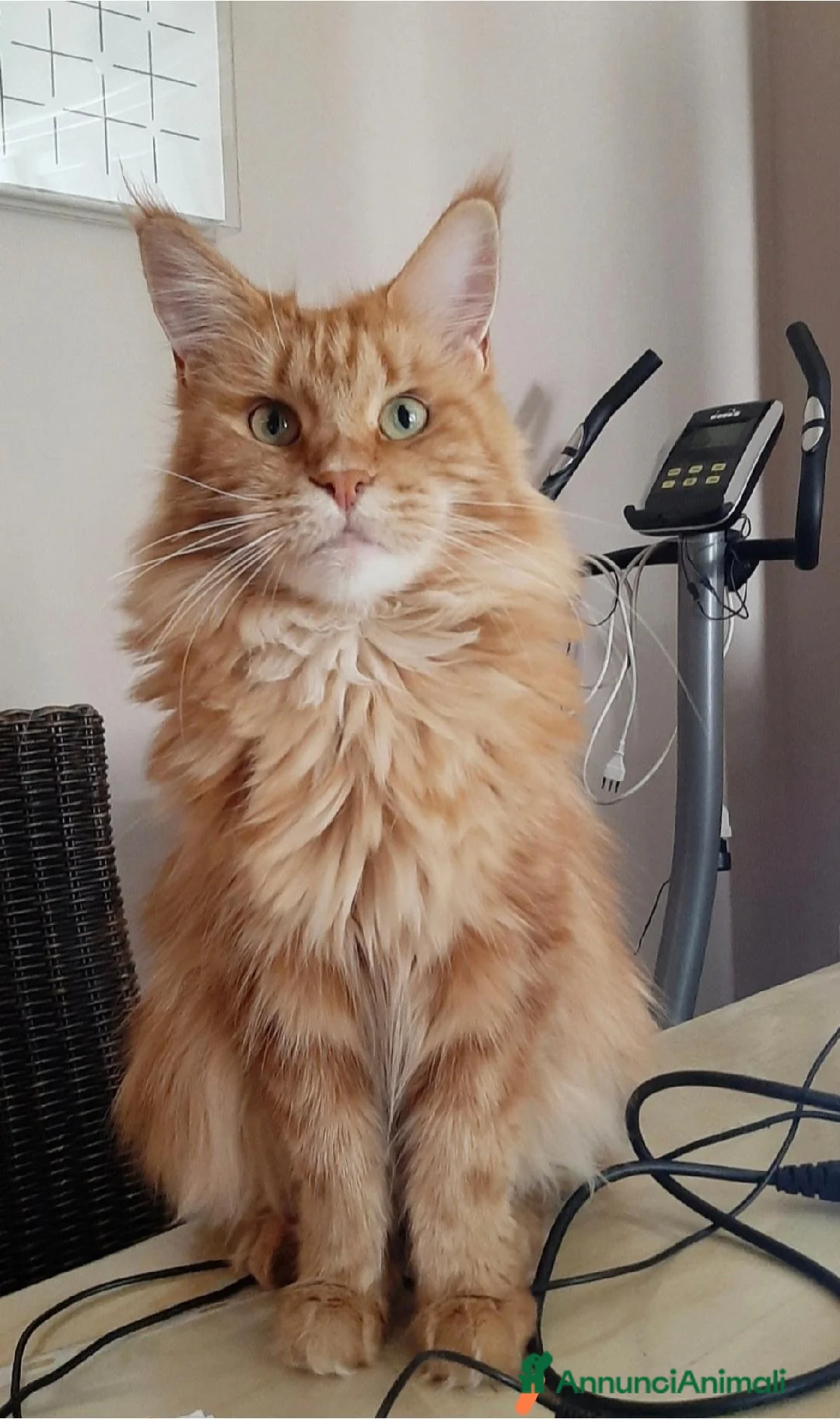Maine Coon gatti in vendita: Cuccioli Maine Coon - Annuncio 2