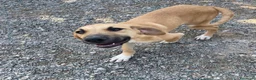Meticcio cani in regalo: Frank dolcissimo cucciolo caffellatte a Lecco - Annuncio 4