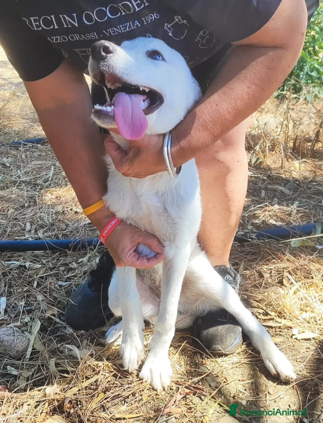 Meticcio cani in regalo: 3FEMMINE 5MESI SPLENDIDE,IN PERICOLO! SOS CAGLIARI - Annuncio 10