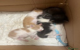 Maine Coon gatti in vendita: Cuccioli di Maine Coon a Città Metropolitana di Torino - Immagine 12