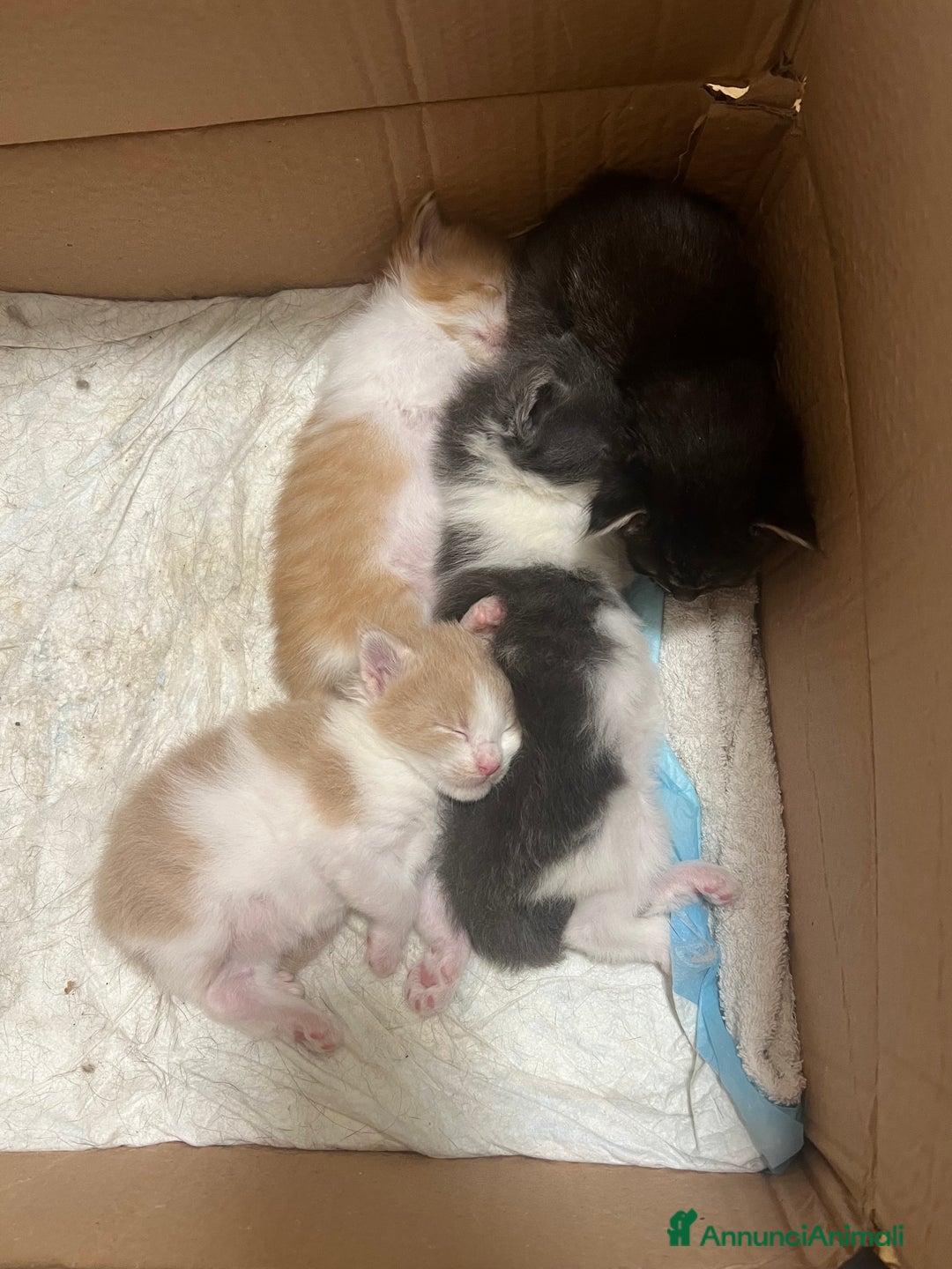 Maine Coon gatti in vendita: Cuccioli di Maine Coon a Città Metropolitana di Torino - Immagine 12