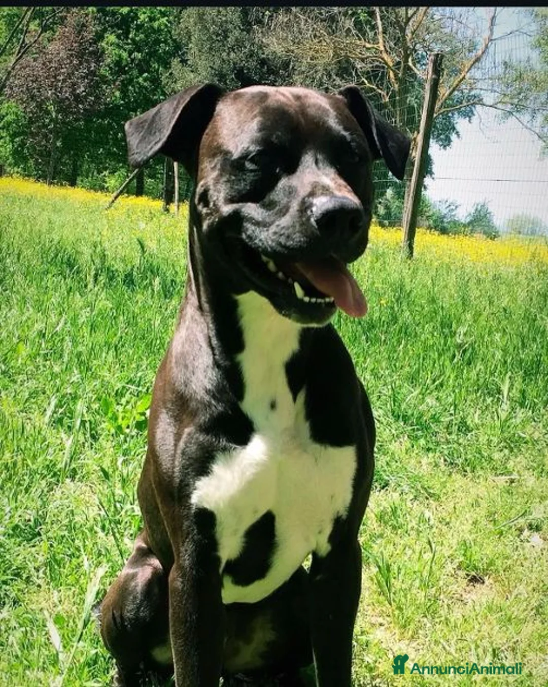 Meticcio cani in regalo: JAISON bellissimo in cerca di casa - adulto a Città Metropolitana di Torino - Annuncio 2