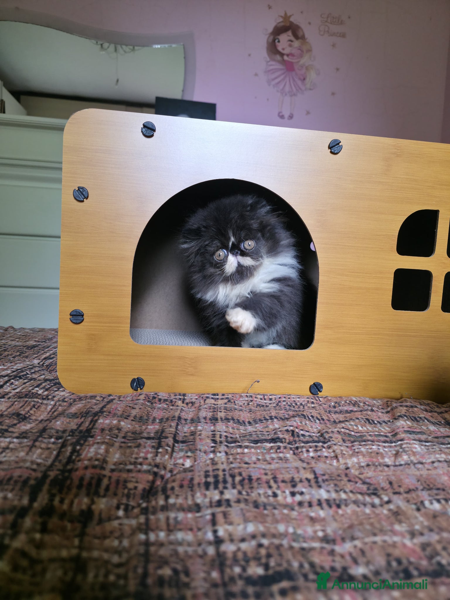 Persiano gatti Cuccioli persiani  - Annuncio 1