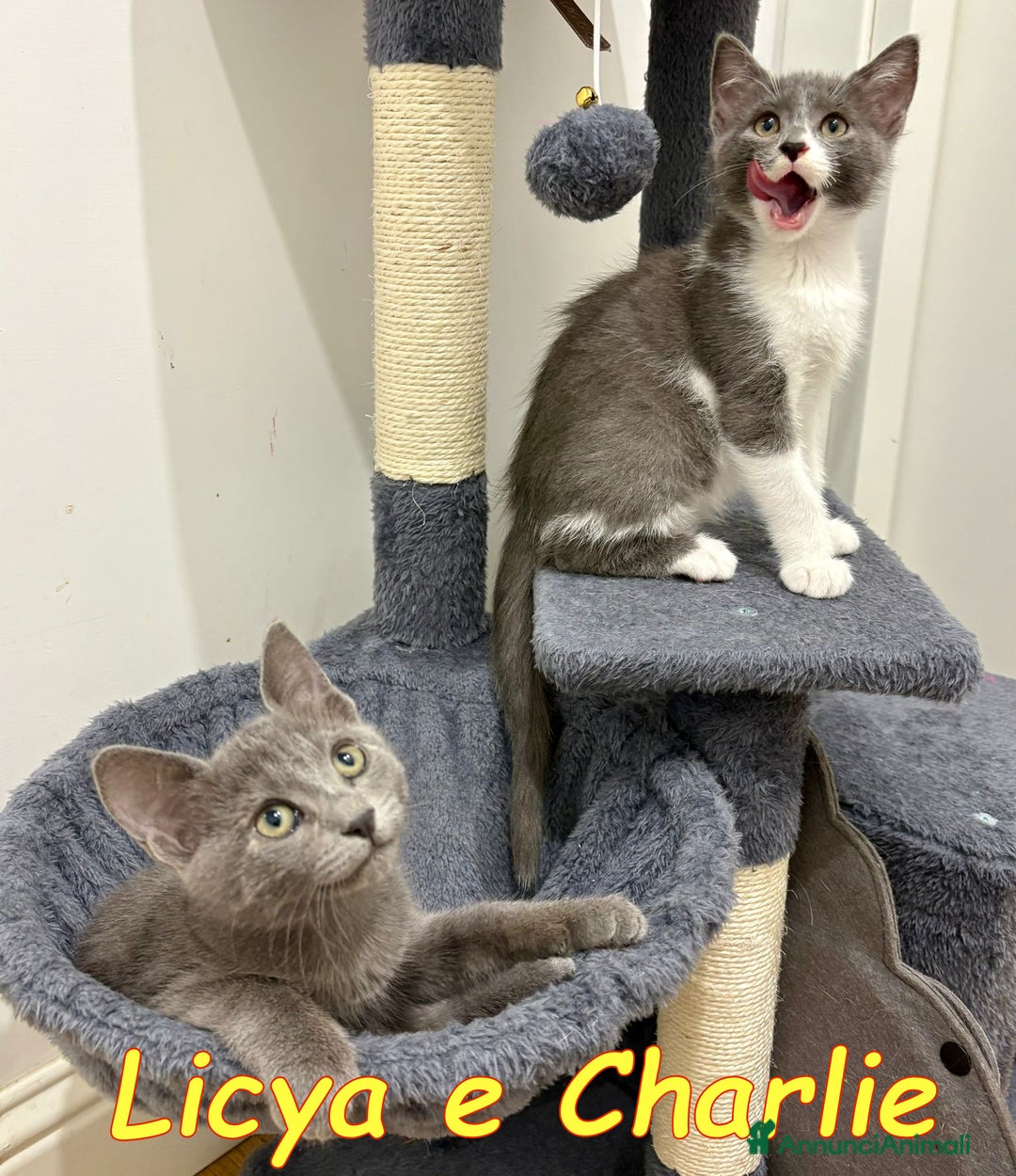 Certosino gatti in regalo:  LICYA   E CHARLIE  GATTINI DOLCISSIMI   a Città metropolitana di Roma Capitale - Annuncio 2