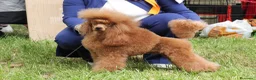Barboncino cani per accoppiamento: Disponibile per monte Barbone nano Red  a Provincia di Bergamo - Annuncio 10