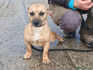 Meticcio cani CARAMELLO HA BISOGNO DI UNA CASA E TANTO AMORE - Annuncio 9