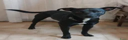 Meticcio cani in regalo: TYSON buonissimo ed educato a Città metropolitana di Milano - Annuncio 3