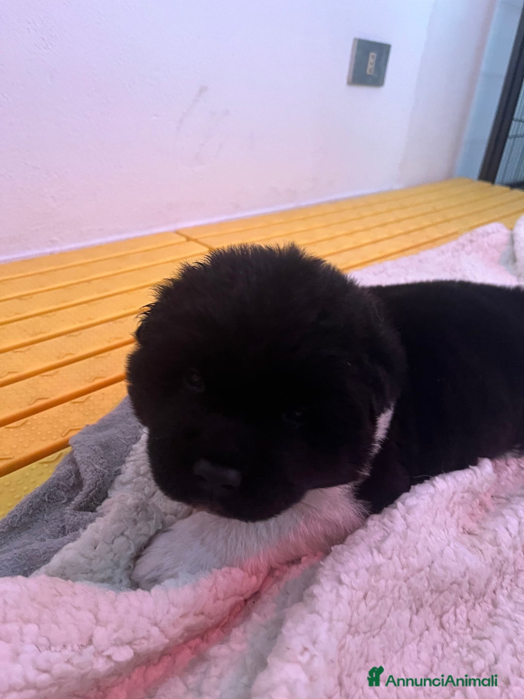 Akita Americano cani in vendita: Cuccioli di Akita Americano  - Annuncio 8
