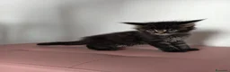 Maine Coon gatti in vendita: Bellissimo cucciolo Maine Coon - Annuncio 4
