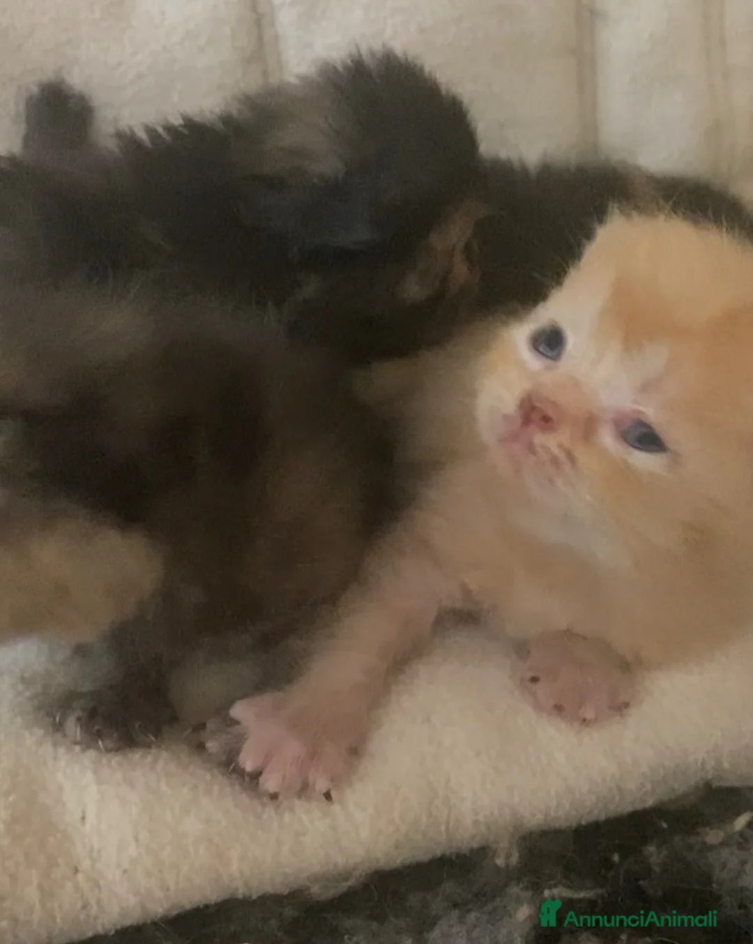 Meticcio gatti in vendita: Gatto persiano Incroccio  - Annuncio 4