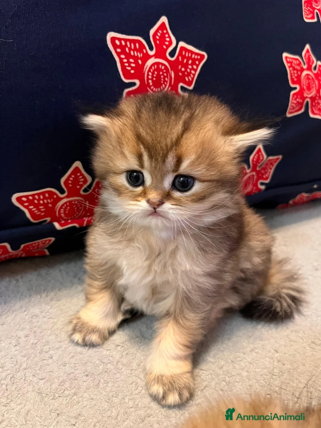 Scottish gatti in vendita: Gattini Scottish/British a Provincia di Pistoia - Annuncio 5