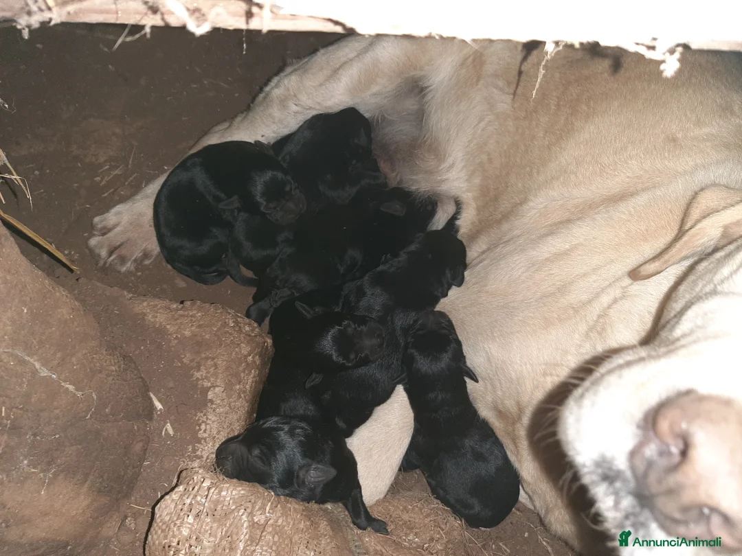 Labrador cani in vendita: Cuccioli di labrador neri - Annuncio 7