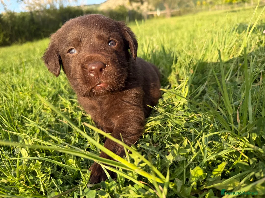 Labrador cani in vendita: Cuccioli Labrador - Annuncio 1