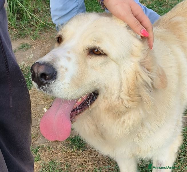 Meticcio cani Astra, derivata Golden retriever in adozione - Annuncio 2