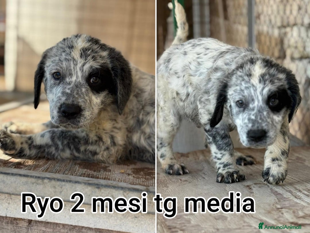 Meticcio cani in regalo: CUCCIOLI CERCANO CASA E AMORE  - Annuncio 3