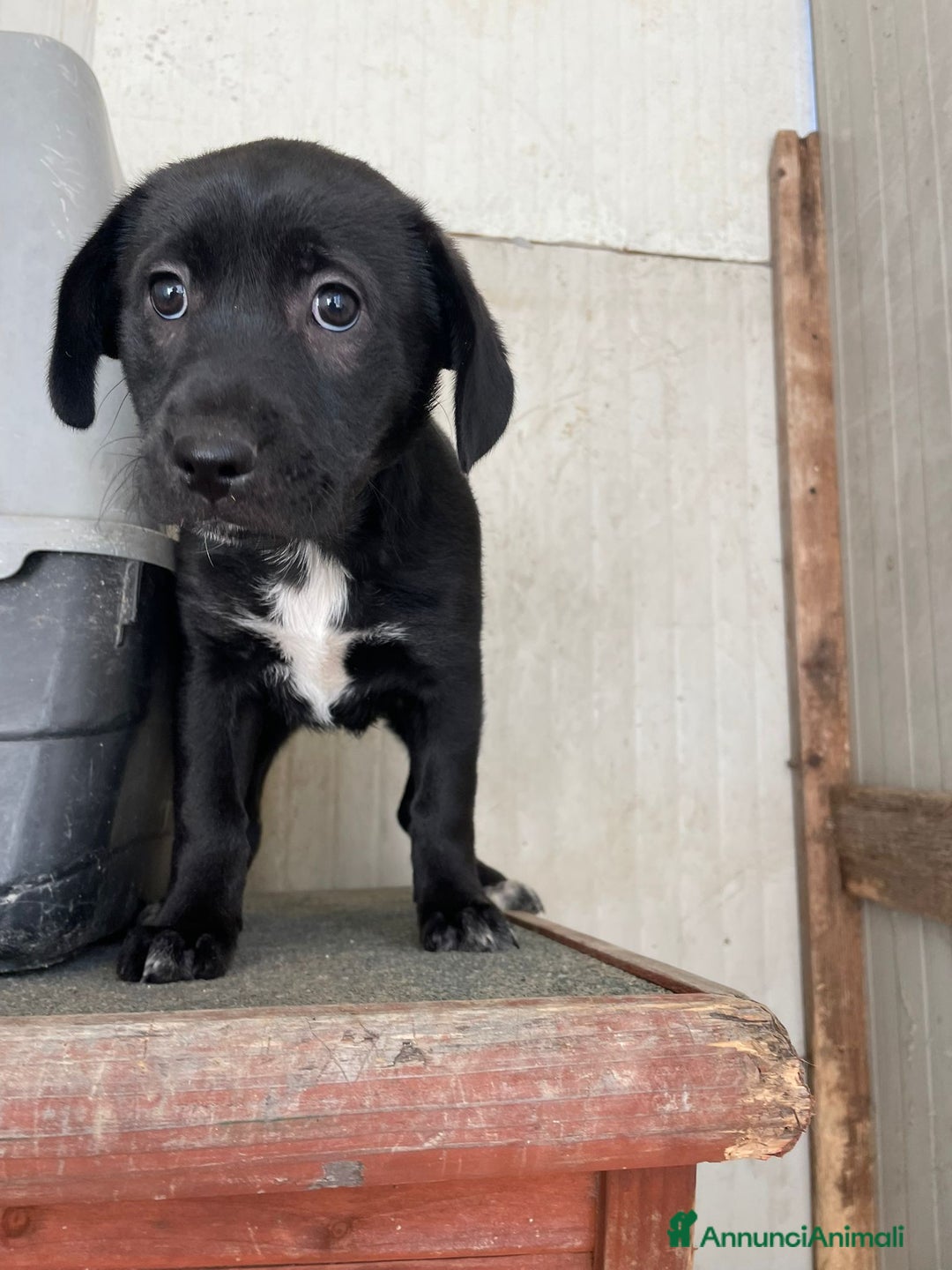 Meticcio cani in regalo: ADOTTA LA TENERA VITTORIA - Annuncio 3
