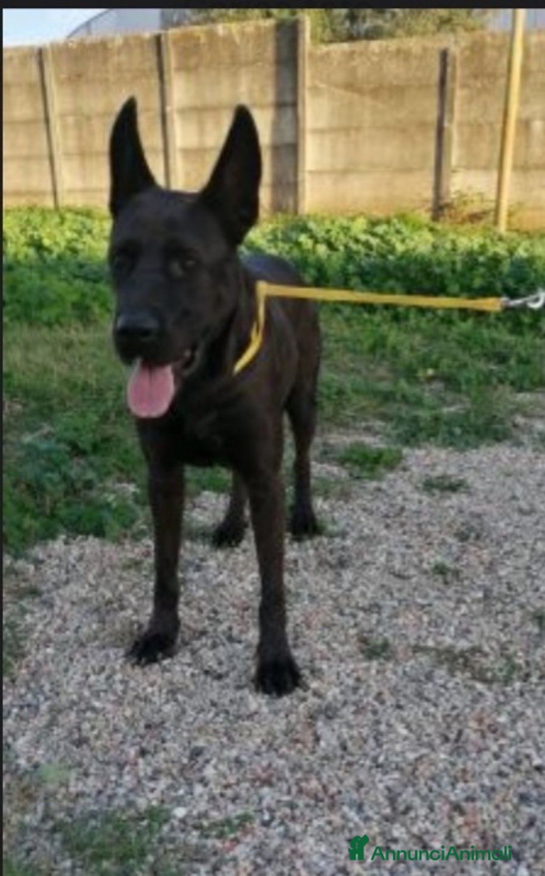 Meticcio cani in regalo: Mix Belga/Corso giovane,buono e invisibile.SALERNO a Città metropolitana di Milano - Annuncio 3