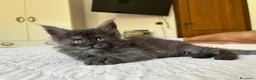 Maine Coon gatti in vendita: Maine Coon cucciolo pedigree ANFI - Annuncio 12