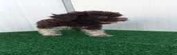 Lagotto cani in vendita: Lagotto Romagnolo  - Annuncio 11