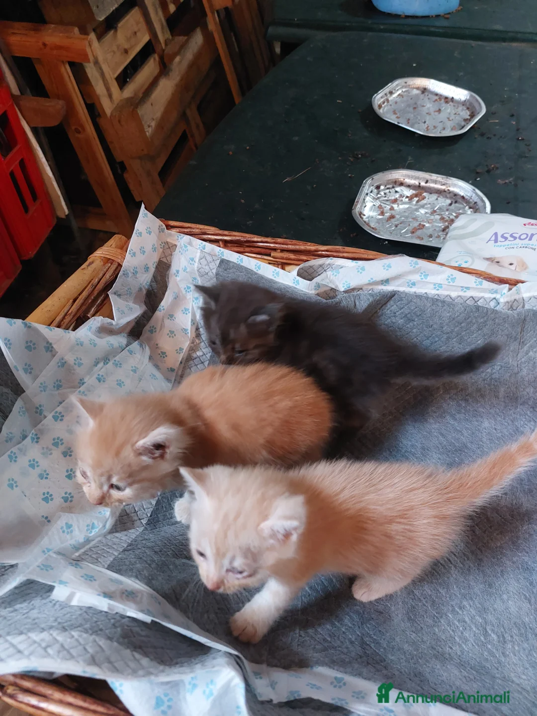 Meticcio gatti in regalo: regalo gattini - Annuncio 4