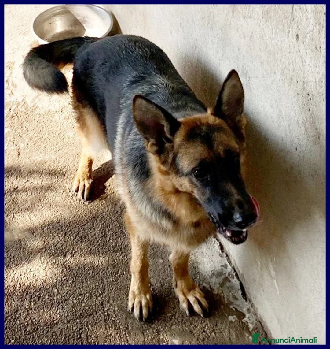 Pastore Tedesco cani in regalo: DOMIZIANA simpatica pastorella - Annuncio 2