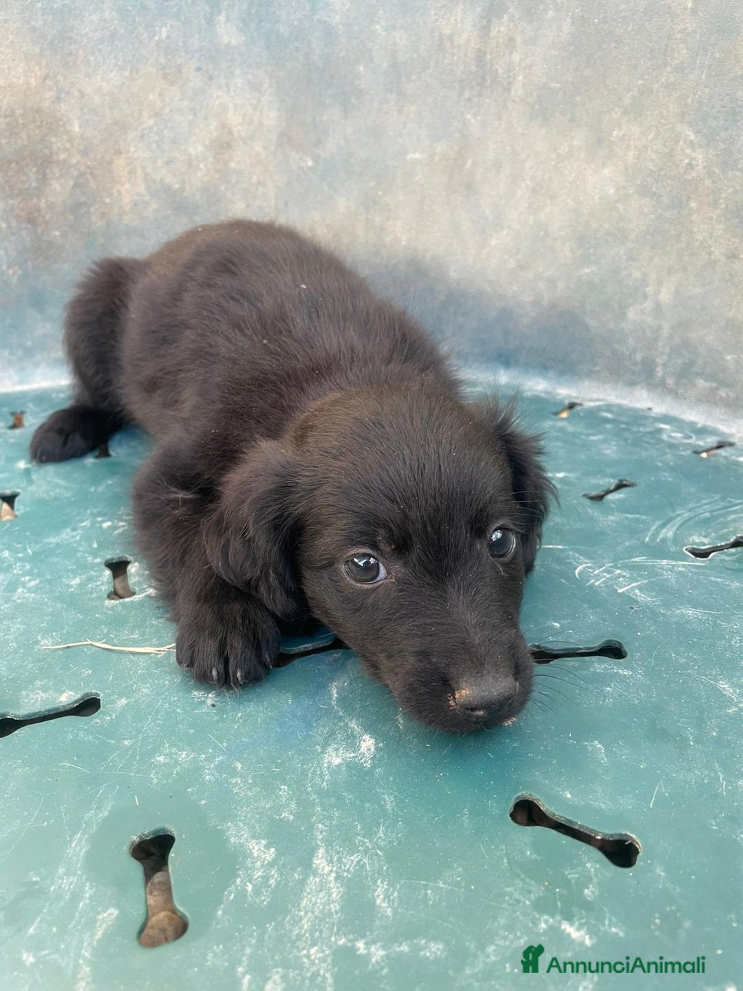 Meticcio cani in regalo: LE DOLCI PIETRE PREZIOSE - Annuncio 17