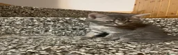 Meticcio gatti in vendita: Gattina giocosa  - Annuncio 7