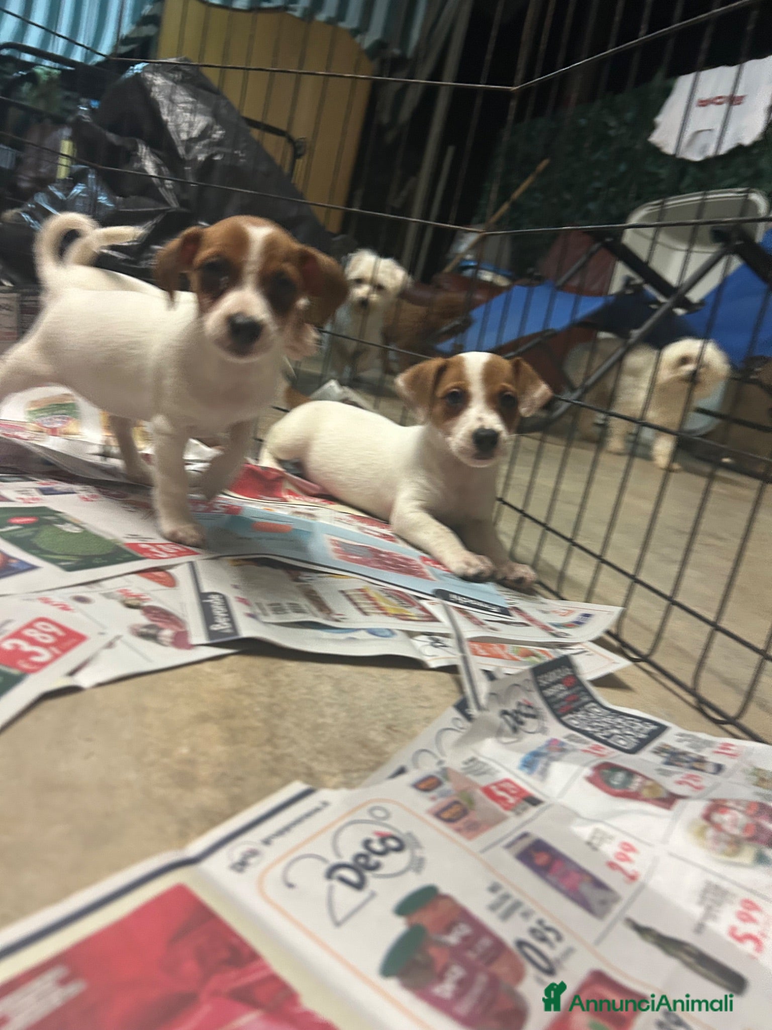 Jack Russell cani Jack russell a zampa corta - Annuncio 3