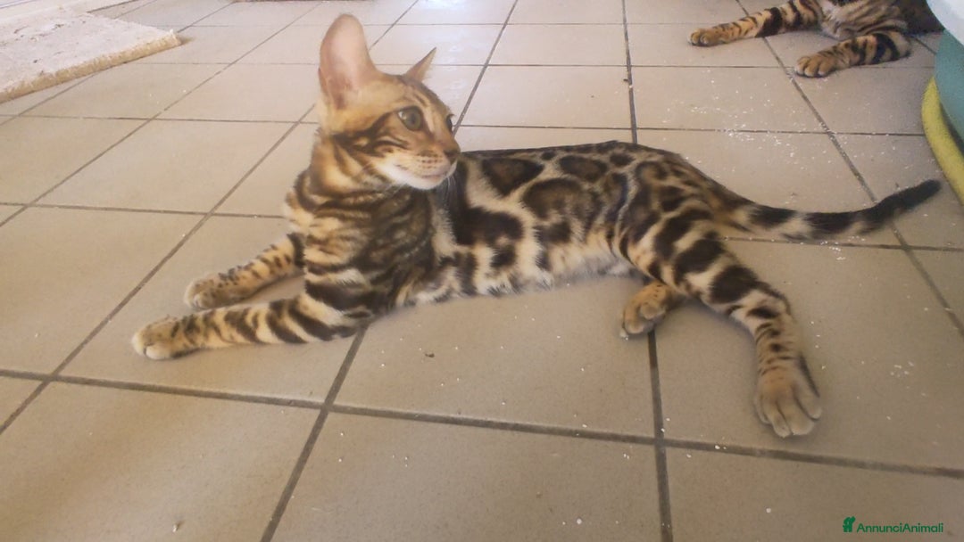 Bengala gatti in vendita: Gatto del Bengala maschietto  a Provincia di Teramo - Immagine 4