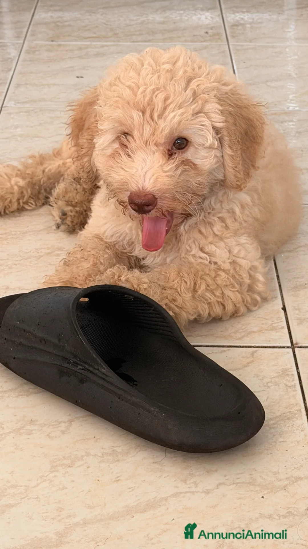 Barboncino cani in vendita: Barboncino nano - Annuncio 9
