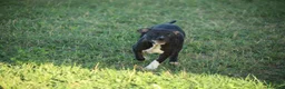 Pitbull cani in vendita: Cuccioli Pit Bull con pedigree anche a rate - Annuncio 13