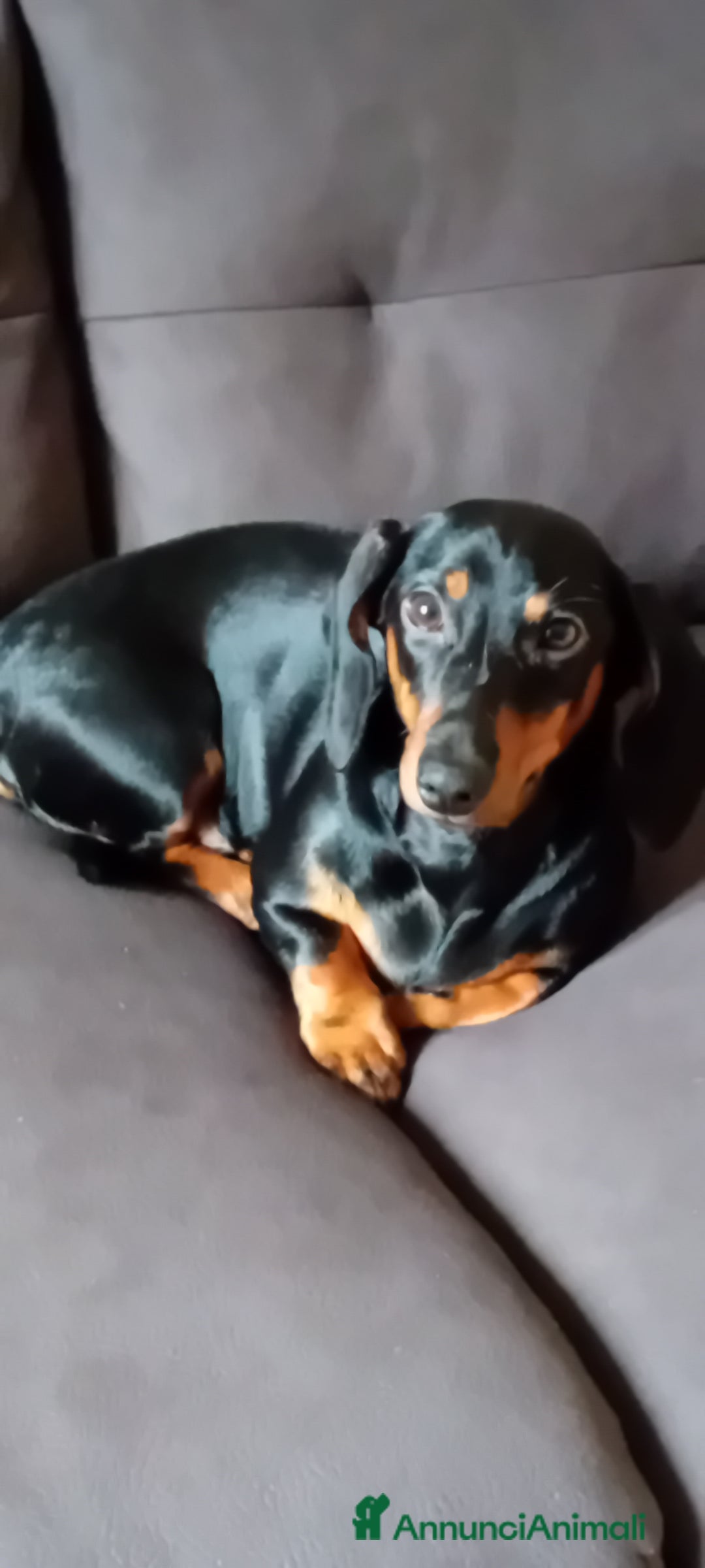 Bassotto cani in regalo: Bassottina in regalo - Annuncio 2