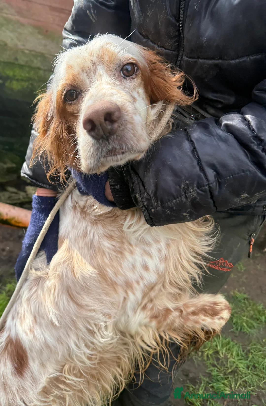 Setter Inglese cani in regalo: Fracco - Annuncio 2