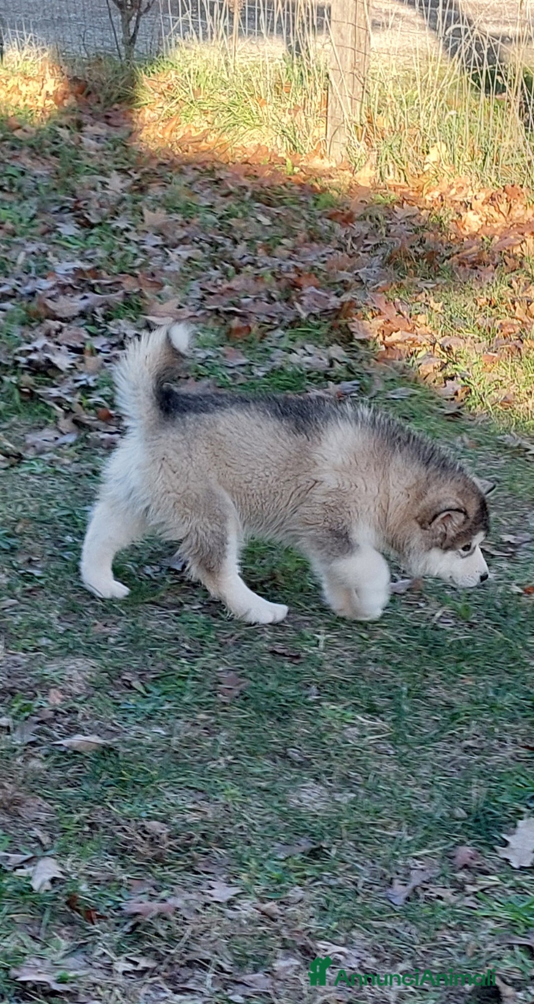 Alaskan Malamute cani in vendita: ALASKAN MALAMUTE ALTA GENEALOGIA - Annuncio 1