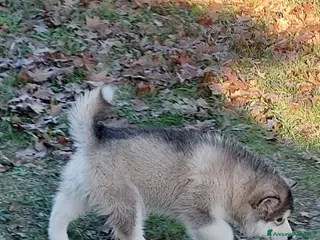 Alaskan Malamute cani ALASKAN MALAMUTE ALTA GENEALOGIA - Annuncio 25