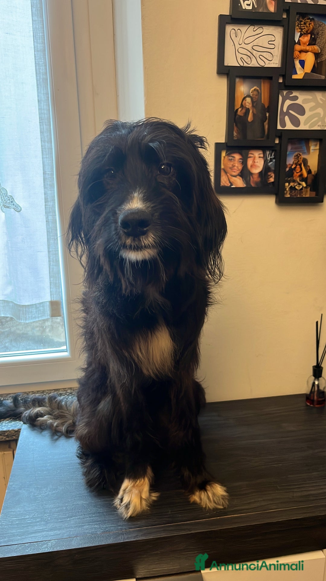 Setter Inglese cani in regalo: Drako - Annuncio 2