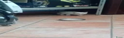 Meticcio gatti in regalo: GATTI ADORABILI a Provincia di Monza e della Brianza - Annuncio 6