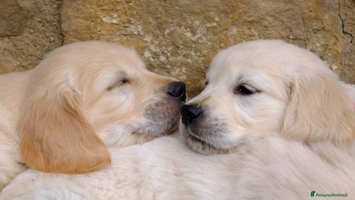 Golden Retriever cani CUCCIOLI GOLDEN RETRIEVER - Annuncio 27