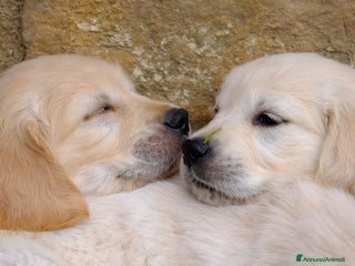 Golden Retriever cani CUCCIOLI GOLDEN RETRIEVER - Annuncio 5