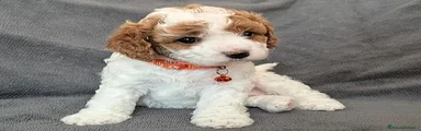 Cavapoo 3