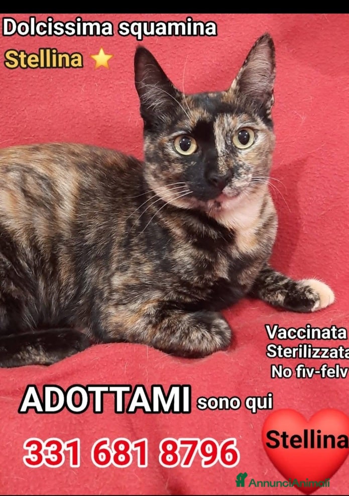 Europeo gatti Micina nera e tartarugata NESSUNO LE NOTA!ROMA SOS a Città metropolitana di Milano - Annuncio 1