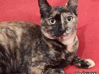 Europeo gatti Micina nera e tartarugata NESSUNO LE NOTA!ROMA SOS a Città metropolitana di Milano - Annuncio 19